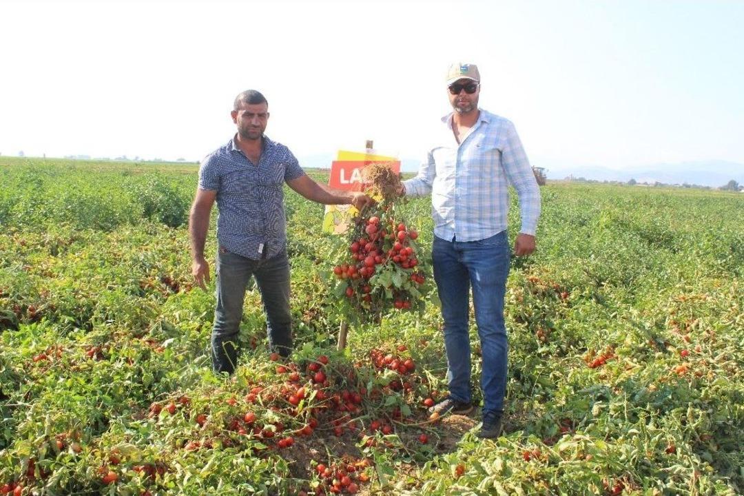 S&uuml;per Erkenci Domates &Ccedil;eşidinin Hasadı Başladı