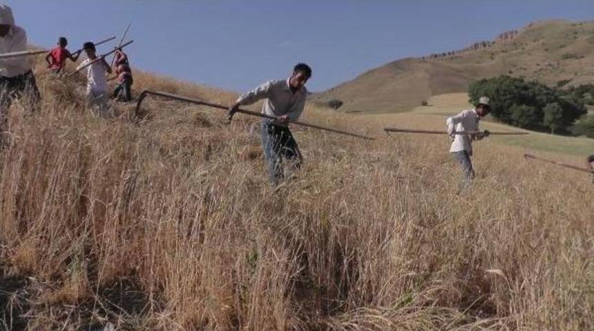 İmece Us&uuml;l&uuml; Tırpanla Ekin Bi&ccedil;me