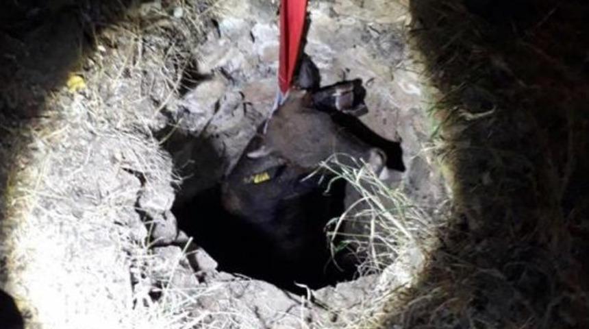 Kuyuya Düşen İneği Kurtarma Operasyonu