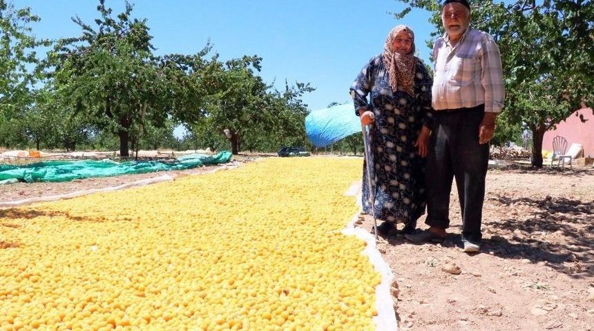 (&ouml;zel Haber) Kayısı &Uuml;reticisi Emeğinin Karşılığını Alamamaktan Şikayet&ccedil;i