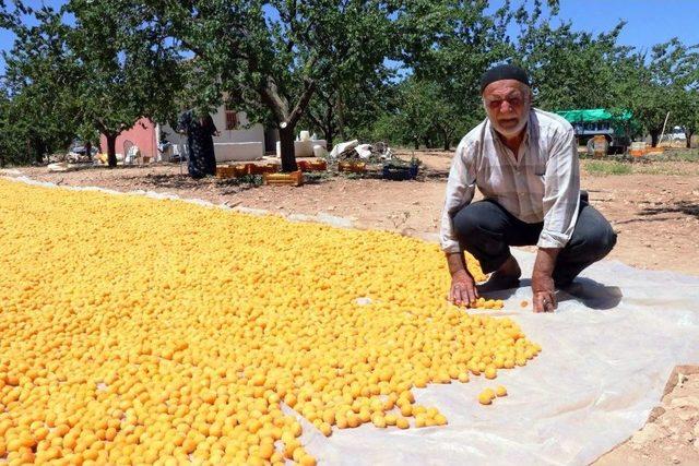 (özel Haber) Kayısı Üreticisi Emeğinin Karşılığını Alamamaktan Şikayetçi