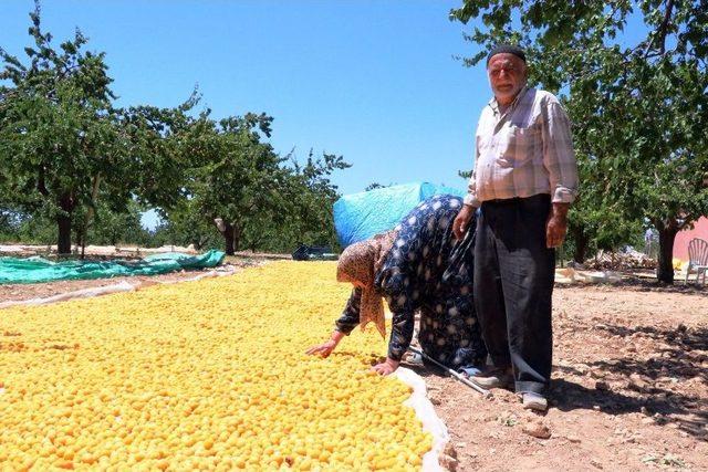 (özel Haber) Kayısı Üreticisi Emeğinin Karşılığını Alamamaktan Şikayetçi