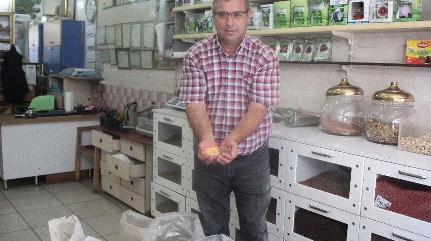 Yerli Tohum Sertifika Bekliyor