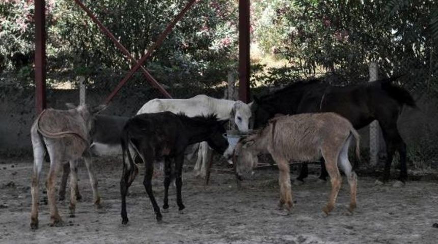 Kesilmekten Kurtarılan Eşekler Sahiplendiriliyorlar