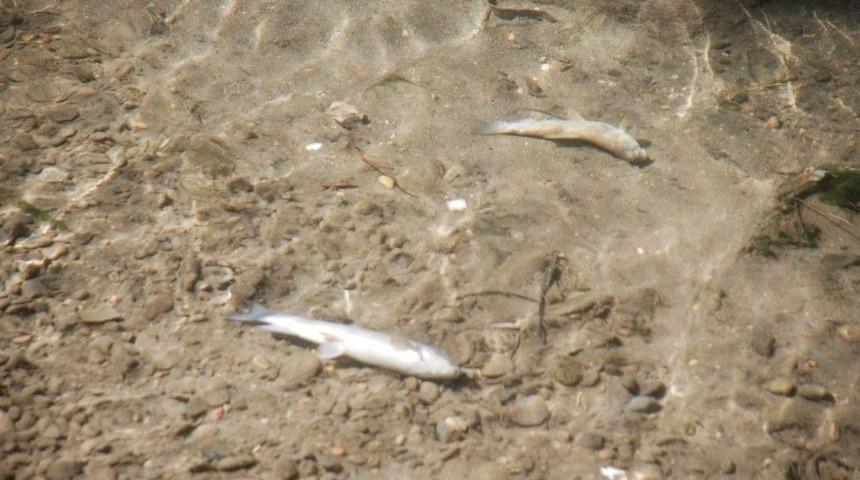 Behzat Deresi&rsquo;nde Balık &Ouml;l&uuml;mleri Korkuttu