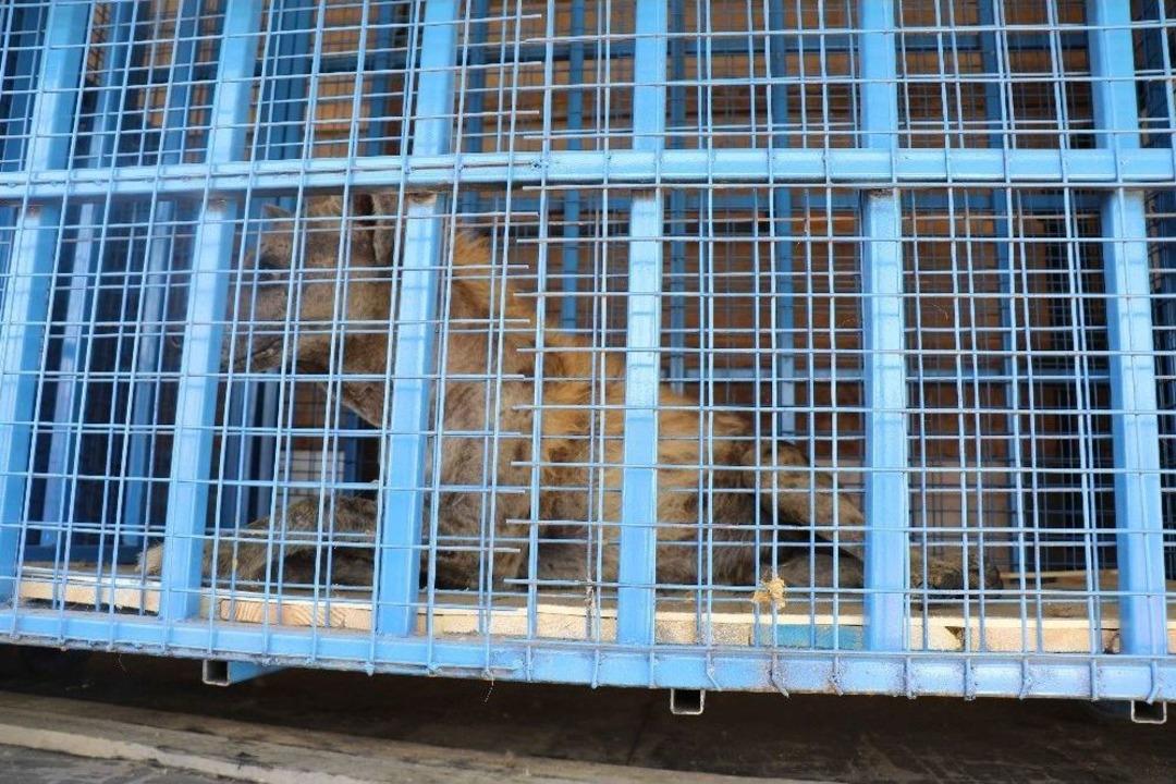 Suriye&rsquo;deki Yaban Hayvanları Artık G&uuml;vende