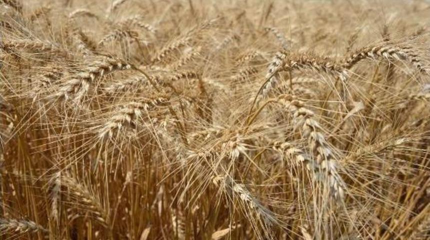 Buğday Ekim Alanı Azalıyor Ama Verim Artıyor