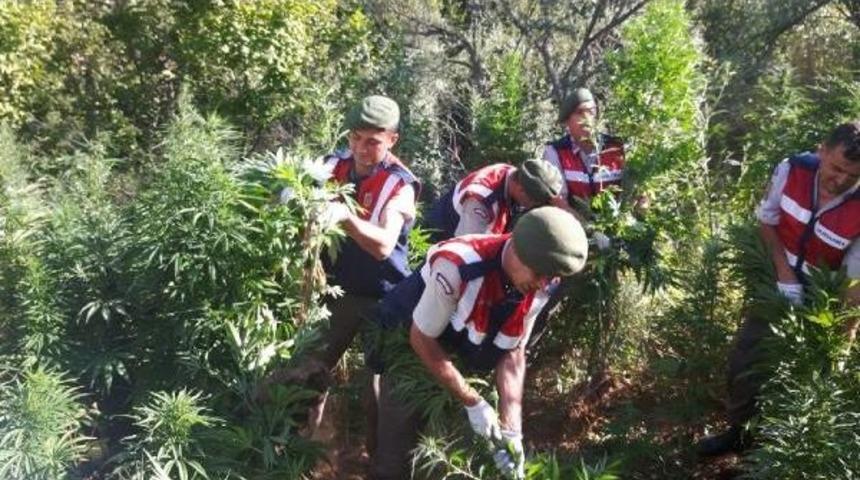 Akşehir'de 24 Bin K&ouml;k Hintkeneviri Ele Ge&ccedil;irildi