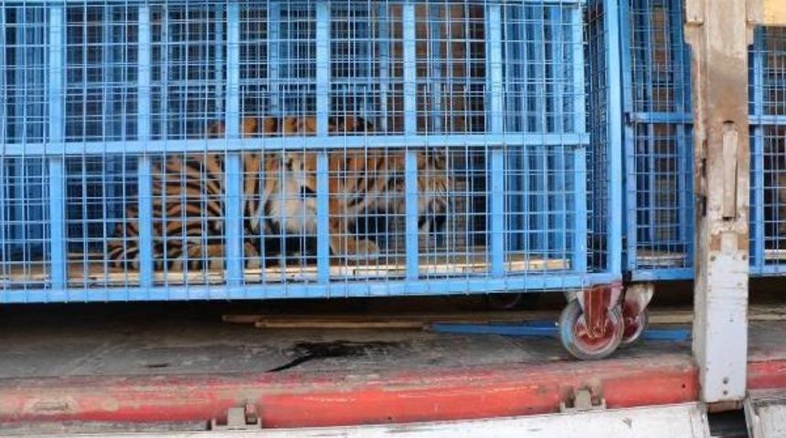 Halep Hayvanat Bah&ccedil;esi'ndeki Yaban Hayvanları T&uuml;rkiye'ye Nakledildi