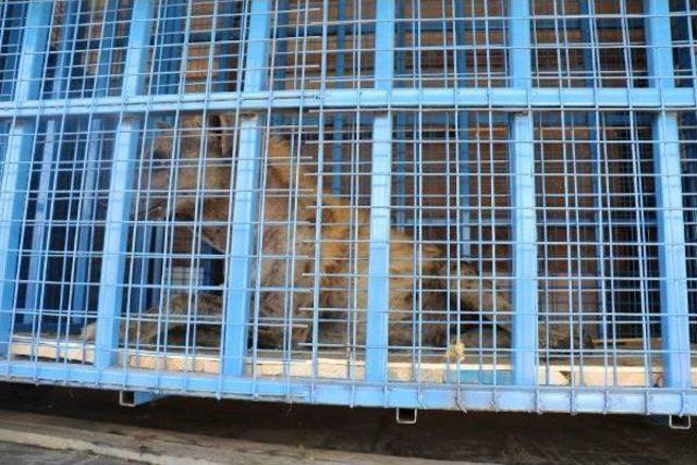 Halep Hayvanat Bahçesi'ndeki Yaban Hayvanları Türkiye'ye Nakledildi