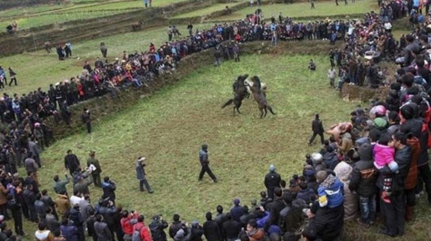 Atların dehşete d&uuml;ş&uuml;ren kavgası