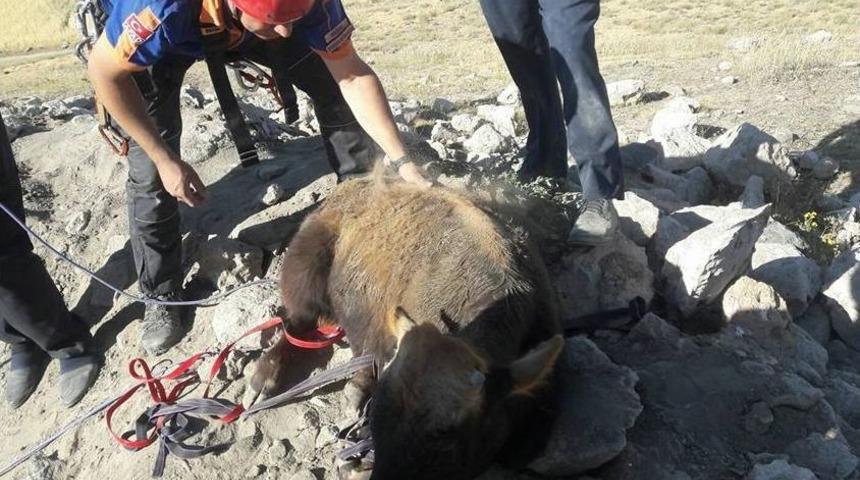 25 Metre Derinlikteki Kuyuya D&uuml;şen Dana Kep&ccedil;e İle &Ccedil;ıkarıldı