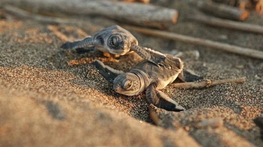 Başkan Tarhan, Halkı Yavru Deniz Kaplumbağalara Karşı Uyardı