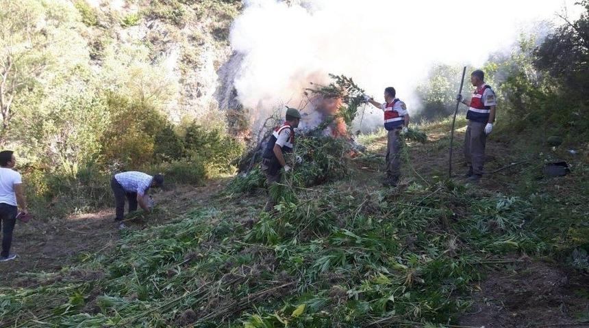 Konya&rsquo;da 24 Bin K&ouml;k Hint Keneviri Ele Ge&ccedil;irildi