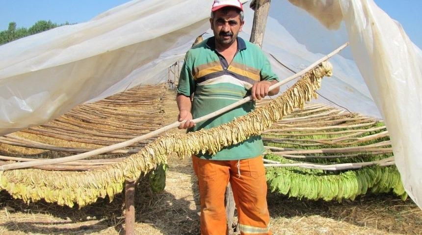 &Ccedil;ift&ccedil;iler, Daha Karlı Olan T&uuml;t&uuml;n Ekimine Y&ouml;neldi