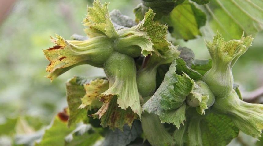 Fındıkta Yeni &Ccedil;eşitler &Ccedil;otanaklaştı