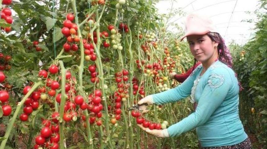 Mersin'in &Ccedil;eri Domatesi Kazandırıyor