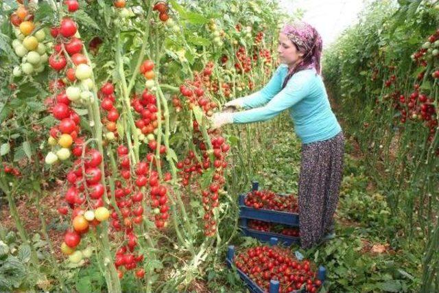 Mersin'in Çeri Domatesi Kazandırıyor