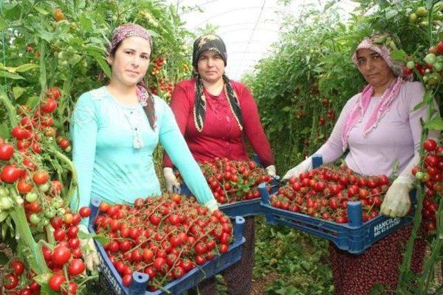 Mersin'in Çeri Domatesi Kazandırıyor