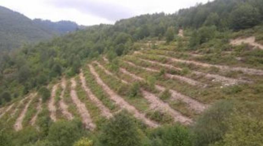 Ordu&rsquo;da 6 Ayda 1,4 Milyon Fidan &Uuml;retildi