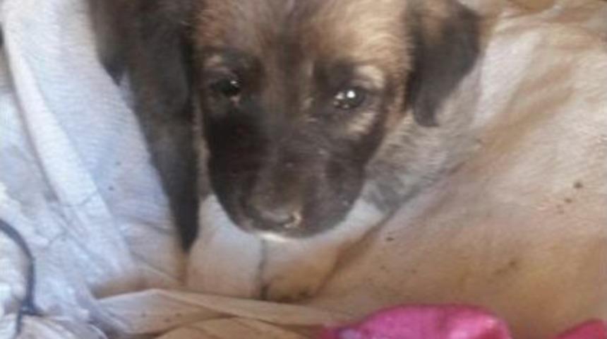 Annelerini Vurulan K&ouml;pekler, &Ouml;ks&uuml;z Kaldı