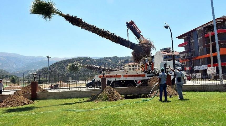 Salihli&rsquo;de Palmiyeler Taşınıyor