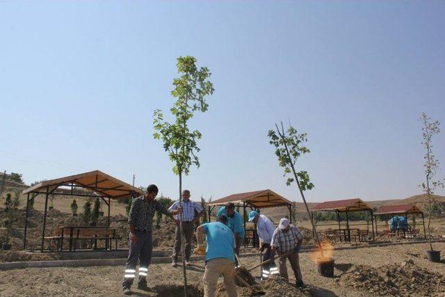 Sungurlu Belediyesi 920 Fidanı Toprakla Buluşturdu