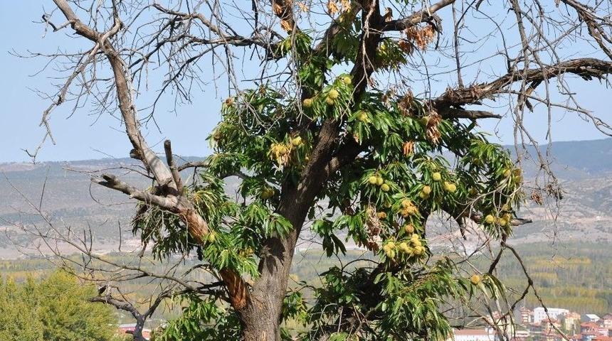 Kestane Ağa&ccedil;larında Dal Kanseri M&uuml;cadelesi