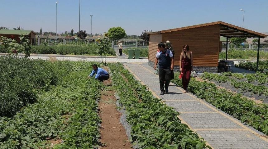 B&uuml;y&uuml;kşehir&rsquo;den Organik Hizmet