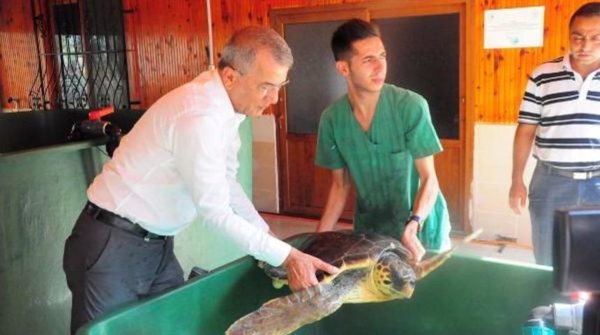 Mezitli Sahillerinde &lsquo;Caretta Caretta&rsquo; Uyarısı