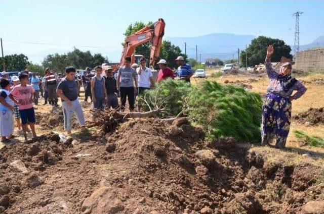 Ağaçlar Sökülünce, Köylüler Tepki Gösterdi