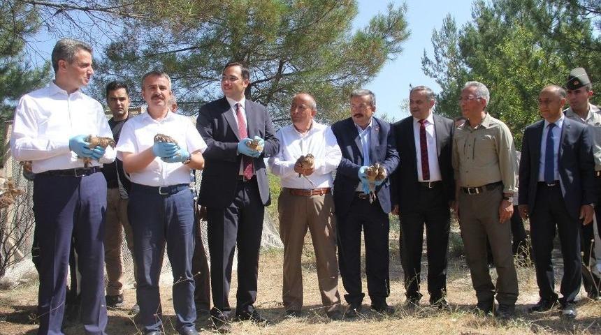 S&uuml;l&uuml;n Yavruları Doğaya Bırakıldı