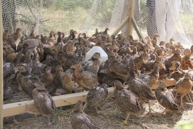 Sülün Yavruları Doğaya Bırakıldı