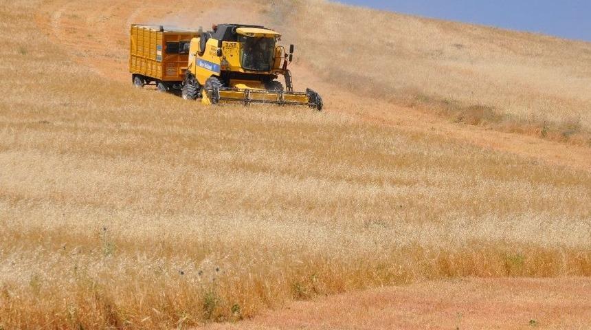Muş&rsquo;ta Buğday Ve Arpa Hasat D&ouml;nemi Başladı