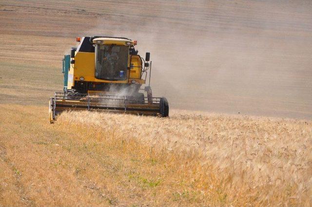 Muş’ta Buğday Ve Arpa Hasat Dönemi Başladı