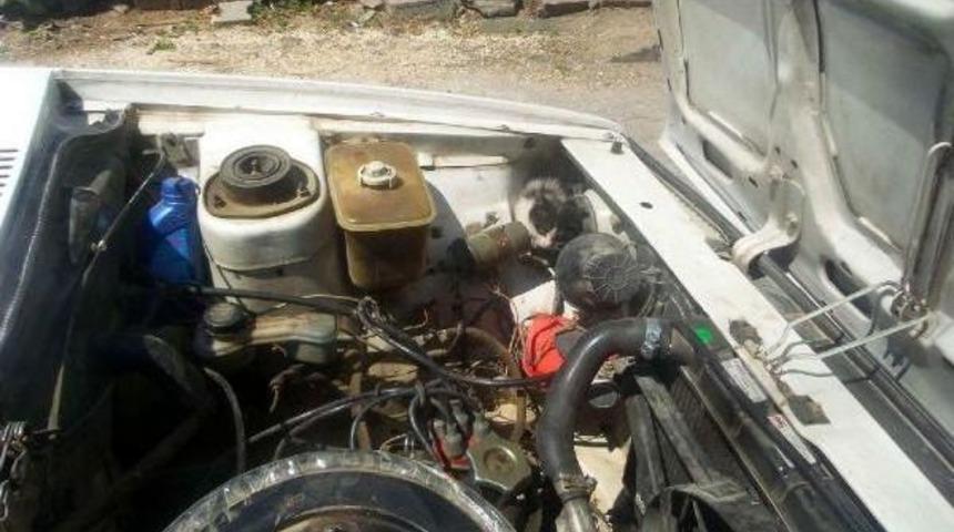 Otomobilin Motor Bölümünden Kedi Çıktı