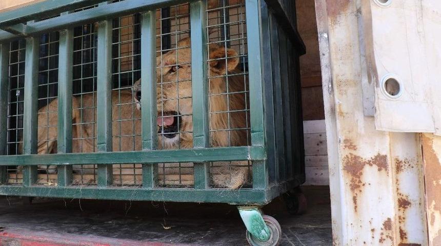 Krali&ccedil;enin Baktığı Savaş Mağduru Yaban Hayvanları Bursa&rsquo;da