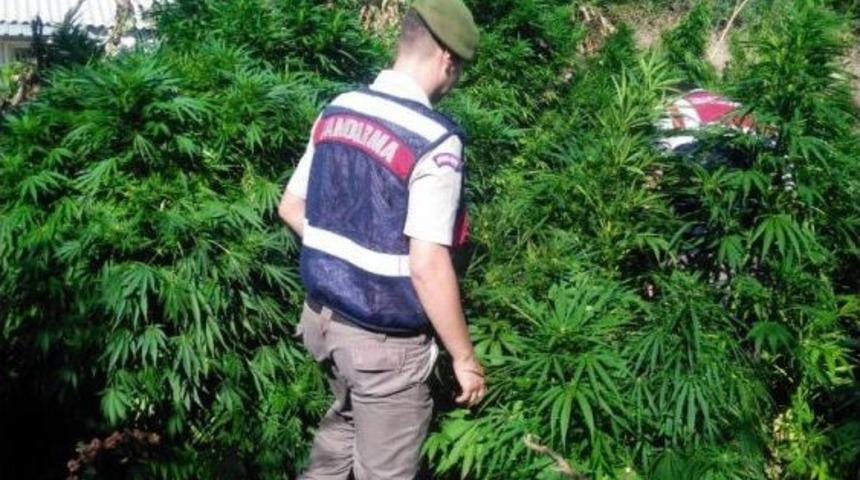 Jandarmadan K&ouml;y Evlerine Uyuşturucu Baskını: 3 G&ouml;zaltı