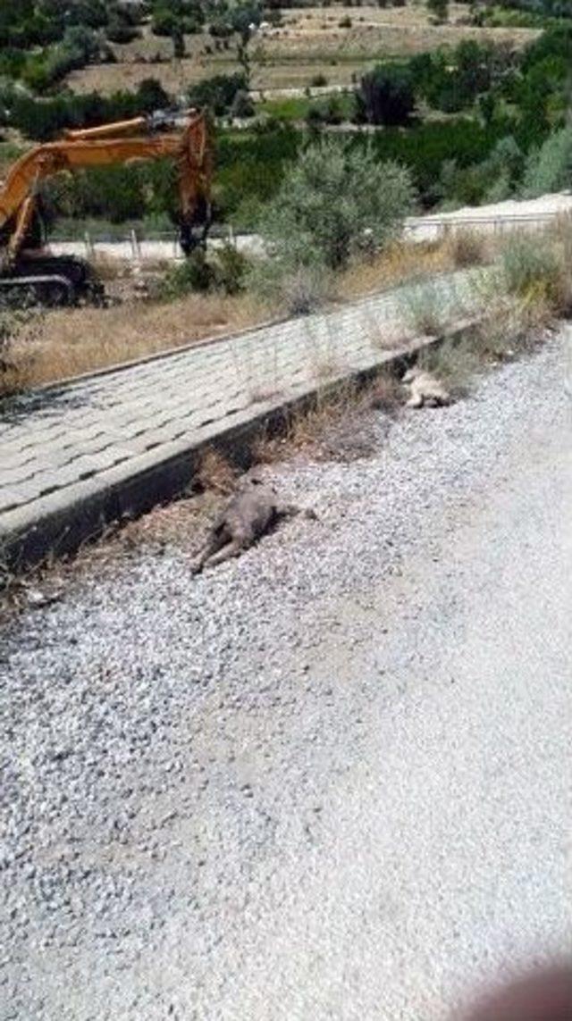 Malatya’da Kedi Ve Köpeklerin Siyanürle Katledildiği İddiası