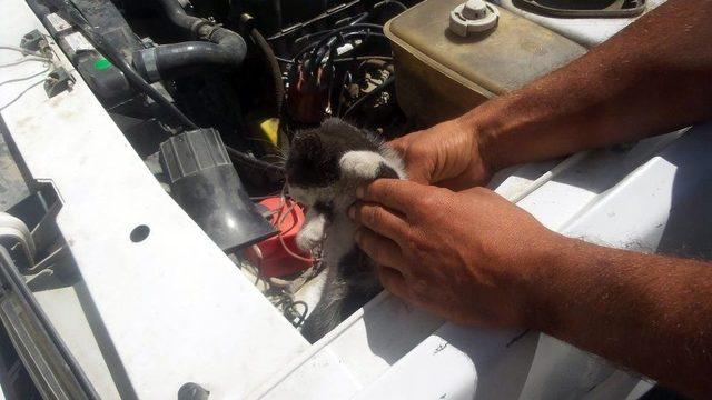 Otomobilin Motoruna Giren Kedi, Karabük’ten Kastamonu’ya Geldi