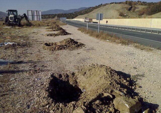 Kastamonu Ve Sinop’ta Karayolları Ağaçlandırıldı