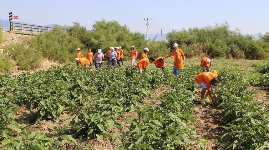 Tarım Kampında 4. Gurup &Ouml;ğrenciler &Ccedil;apaya Başladı