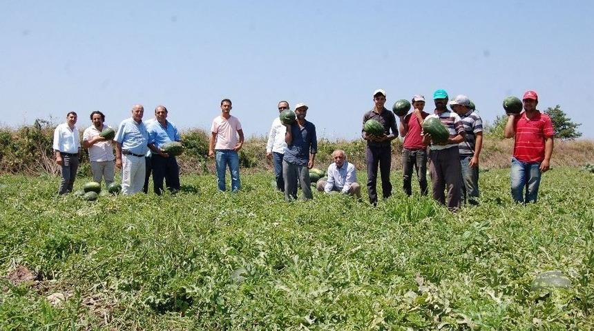 Bafra Ovası&rsquo;nda Karpuz Hasadı Başladı