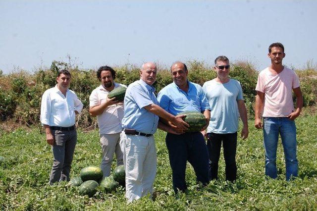 Bafra Ovası’nda Karpuz Hasadı Başladı