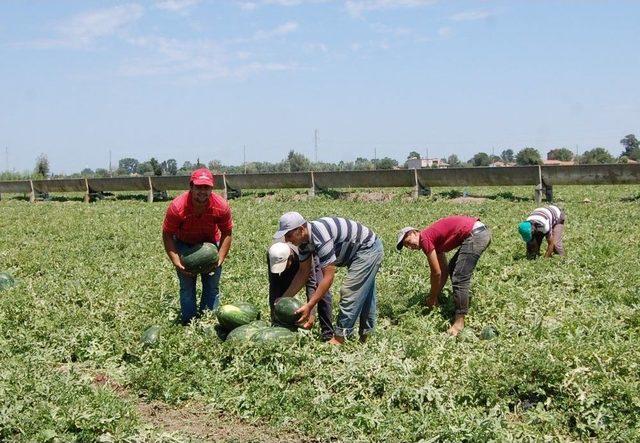 Bafra Ovası’nda Karpuz Hasadı Başladı