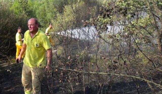 Elektrik Tellerine Temas Eden Kuzgun Orman Yangını &Ccedil;ıkardı 1