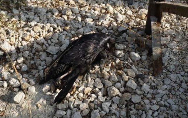 Elektrik Tellerine Temas Eden Kuzgun Orman Yangını &Ccedil;ıkardı 3