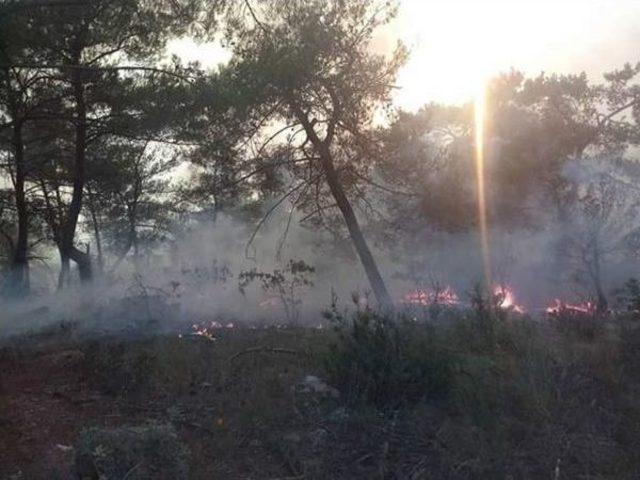 İzmir'de Orman Yangını