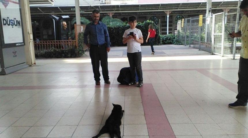 (&ouml;zel Haber) Sirkeci Garı&rsquo;nda Patilerini &Uuml;st &Uuml;ste Atarak Uzanan Kediye Yoğun İlgi
