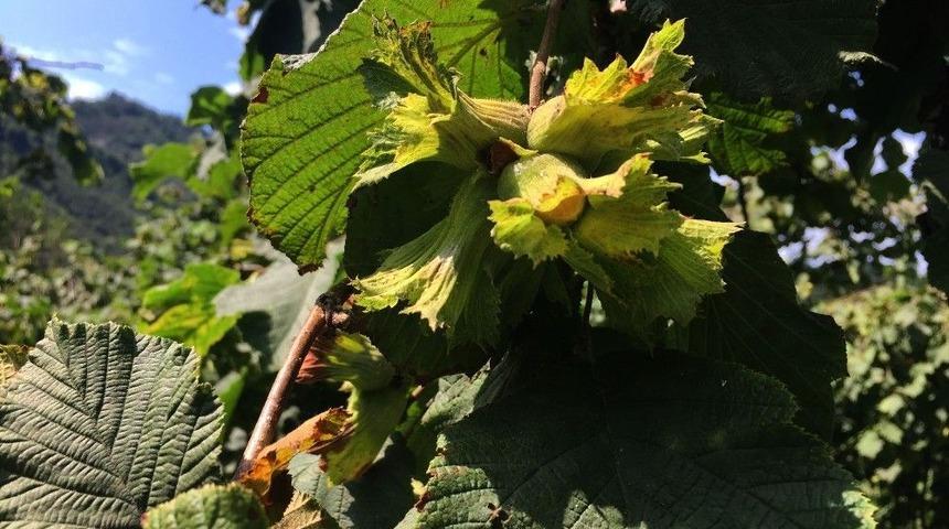 Fındık Hasadı R&ouml;tar Yaptı